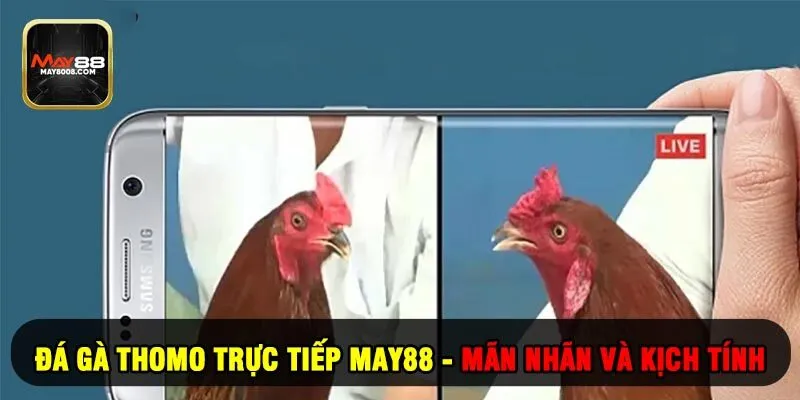 Đá Gà Thomo Trực Tiếp May88 - Mãn Nhãn Và Kịch Tính
