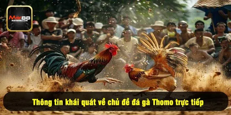 Thông tin khái quát về chủ đề đá gà Thomo trực tiếp
