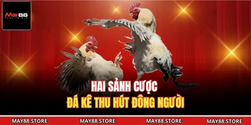 Hai sảnh cược đá kê thu hút đông người