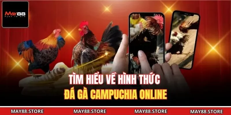 Tìm hiểu về hình thức đá gà Campuchia online
